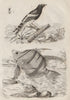 Enicure (Forktail). Enoplie. Enoplosus armatus (Old wife) 1834 print