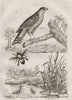 Epervier (Sparrowhawk). Ephémère (Mayfly). Epicharis (apid bee) 1834 old print