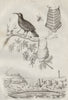 Brown Sicklebill Bird-of-Paradise. Barberry. Epipona wasp nest. Sand eel 1834