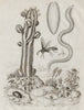 Potter wasp. Bobbitt worm. Euphorbia (Spurge). Euphrosyne worm 1834 old print