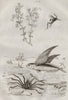 Euphraisa (eyebright). Japanese spider crab. Evaniidae wasp. Flying fish 1834