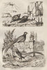 Common/Golden Pheasants.Fasciolaria/Tulip snail.Opiliones/Harvestman spider 1834