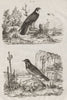 BIRDS. Faucon (Falcon). Fauvette (Warbler) 1834 old antique print picture