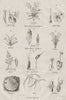 PLANT FAMILIES. Dicotyledons (Dicots). Monocotyledons (Monocots) 1834 print