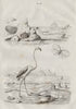 Sea butterfly/corolla calceola. Fissurella/keyhole limpet. Flamingo. Flate 1834