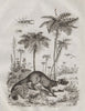 Forficule (Earwig). Fougères (ferns). Fouine (Weasel) 1834 old antique print
