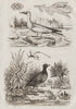 Flustra bryozoan. Lady Gaga wasp. Fou Bassan/Northern Gannet. Foulque/Coot 1834