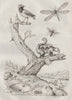 Fourmi (Ant). Fourmilier (Anteater - bird & mammal). Fourmilion (Antlion) 1834
