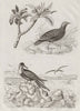 BIRDS. Frangipani. Francolin. Frégate (Frigatebird) 1834 old antique print