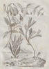 PLANTS. Fritillaire (Fritillary). Fuchsia. Fucus algae 1834 old antique print