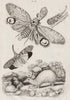 ANIMALS. Fulgora Laternaria (Lantern Fly). Planthopper. Furet (Ferret) 1834