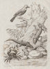 Geai (Jay). Eurasian Jay. Gecarcinus (Land Crab). Jecko (Gecko) 1834 old print