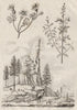 Géologie (Geology). Germandrée (germander). Gesneria 1834 old antique print