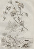 Géranier (Geranium). Gerboise (Jerboa). Gerridae (Water Strider) 1834 print