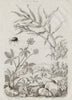 Gibbie (Dor-beetle). Gingembre (Ginger). Ginseng 1834 old antique print