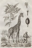 Giraffe (Girafe). Giroflier (Clove) 1834 old antique vintage print picture