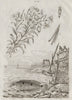 Girelle (Wrasse). Giroflée (Wallflower) 1834 old antique vintage print picture