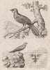 Glaréole (Pratincole). Glaucope (Kokako). Glaucus atlanticus nudibranch 1834