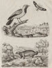 Glaucopide. Glouton (Wolverine). Gobemouche (Flycatcher) 1834 old print