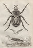 Goeland (Gull). Goliathus (Goliath Beetle) 1834 old antique print picture