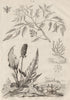 Gomart. Gorgonian coral. Gouet (Italian Arum) 1834 old antique print picture