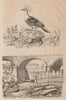 BIRDS. Goujon (Gudgeon). Goura (Crowned Pigeon) 1834 old antique print picture