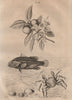Gouyavier (Guava Tree). Six-Lined Soapfish. Grapsus (Sally Lightfoot Crab) 1834