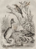 Grèbe (Grebe). Grenouille (Frog). Grimpereau (Nuthatch) 1834 old antique print