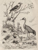 INSECTS. Grillon (Cricket). Gros Bec (Grosbeak). Grue (Crane) 1834 old print
