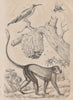 ANIMALS. Guenon. Guèpe (Wasp). Guépier (Bee Eater). Primate 1834 old print