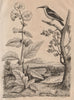 Guimauve (Marshmallow). Althaea officinalis. Guit-guit (Honeycreeper) 1834