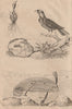Gymnètre (oarfish). Gymnodère (Grackle). Gymnostoma plant 1834 old print