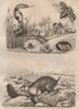Haje (Egyptian Cobra). Hamster). Hanneton (Cockchafer/Scarab Beetle) 1834