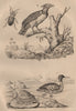 Harpalus beetle. Ventral Harp. Harpy Eagle. Harle (Merganser) 1834 old print
