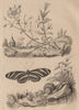 Rock rose. Heliconius/longwing butterfly.Arianta/Helix (copse/edible snail) 1834