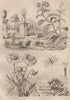 Heliotropium. Helleborus. Helops caeruleus beetle. Helvella fungus.Lacewing 1834