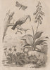 Daylily. Hepatica/liverwort. Hepialidae (Swift moth). Hawaiian honeycreeper 1834