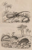 Hercules beetle. Herisson (Hedgehog). Héron aigrette (Egret). Grey Heron 1834