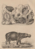 Hipponix (hoof snails/shells). Cardita hippopea. Hippopotame (Hippopotamus) 1834