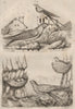 Chimney swift. Swallow. Salangane (Swiftlet). Nid (Nest) 1834 old print