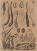 LEECHES. Hirudinées. Annelids. Worms 1834 old antique vintage print picture