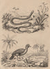 BIRDS. Histerope. Green snake. Hocco (Curassow) - extinct type? 1834 old print