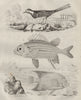 White wagtail. Holacanthus angelfish. Holocentrinae (squirrelfish) 1834 print
