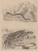SEA CREATURES. Holoturies (holothurians). Homard (Lobster) 1834 old print