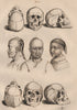 CAUCASIAN & MONGOLOID RACES. Caucasique Mongolique. Skulls faces 1834 print