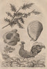 Houlette (scallop mollusc). Houppifère (Crested Pheasant). Houx (Holly) 1834