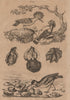 Huitres (oysters). Huitrier (Oystercatcher). Huppe (Hoopoe). Molluscs 1834
