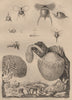 Pteropods (Hyales). Hydnes (Hydnum). Fungi 1834 old antique print picture