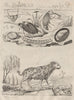 Hydrophilus Piceus (Great Silver Water Beetle). Spotted Hyena 1834 old print