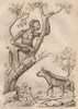 MAMMALS. Hyène rayée (striped Hyena). Hylobate Siamang gibbon 1834 old print